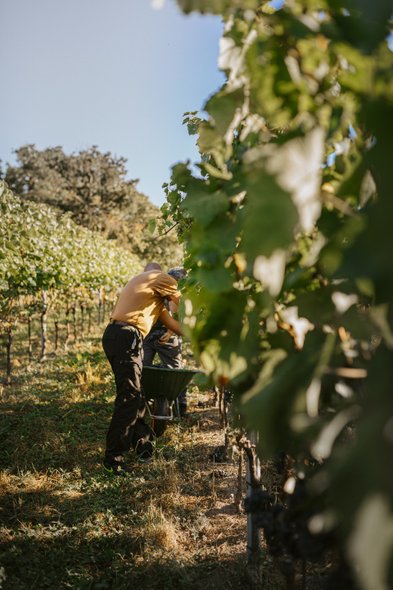 Zwei Personen ernten Trauben in einem sonnigen Weinberg, umgeben von üppigem Grün und blauen Himmel.