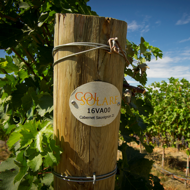 In einem Weinberg steht ein beschrifteter Pfahl, der die Rebsorte anzeigt, umgeben von grünen Blättern und blauen Trauben.