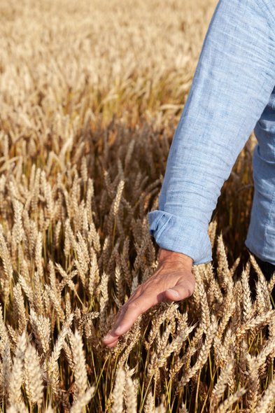 Eine Hand streicht sanft über die goldenen Ähren eines Weizenfeldes, während die Sonne auf die reifen Halme scheint.