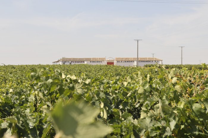 Ein weitläufiges Weinbaugebiet mit üppigen Reben, im Hintergrund ein Gebäude mit dem Namen 'Tinto Pesquera Vinedos'.