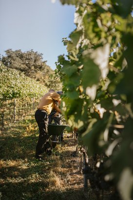 Zwei Personen ernten Trauben in einem sonnigen Weinberg, umgeben von üppigem Grün und blauen Himmel.
