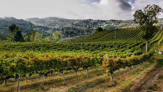 Ein ruhiger Weinberg mit reifen Trauben, umgeben von sanften Hügeln und einer friedlichen, natürlichen Umgebung.