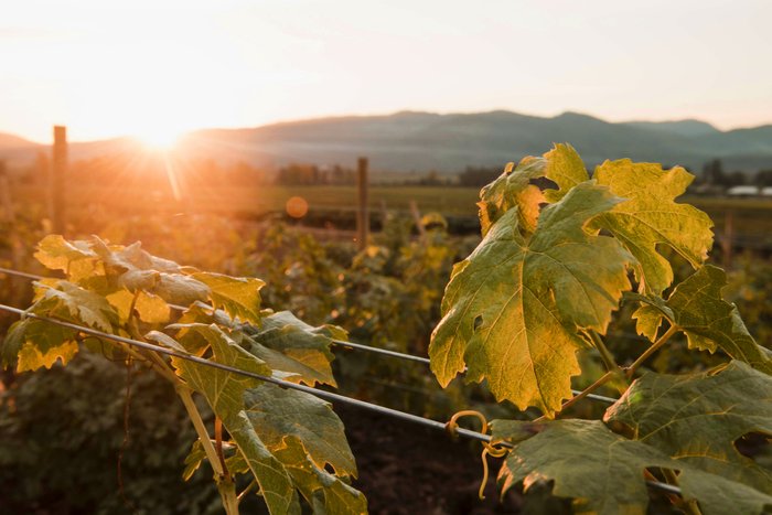 Die Blätter der Weinreben leuchten im warmen Licht der untergehenden Sonne, umgeben von einer idyllischen Weinlandschaft.