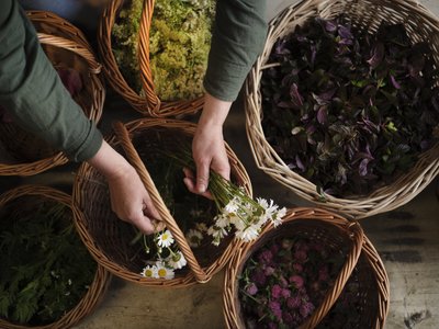 Hände legen frische Gänseblümchen in einen Korb, umgeben von verschiedenen anderen Kräutern und Blumen in geflochtenen Körben.