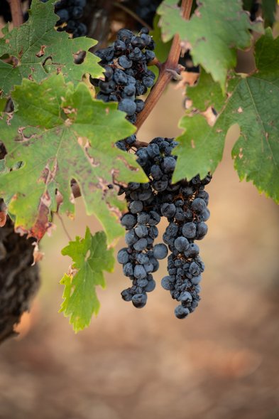 Dunkle Trauben hängen an einem Weinstock, umgeben von grünen Blättern, die leicht verwelkt sind und die Erntezeit andeuten.