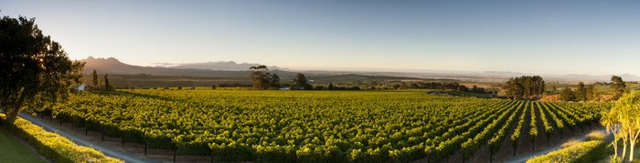 Ein weitläufiges Weinbergpanorama mit üppigen Reben, umgeben von sanften Hügeln und einem klaren Himmel im Hintergrund.