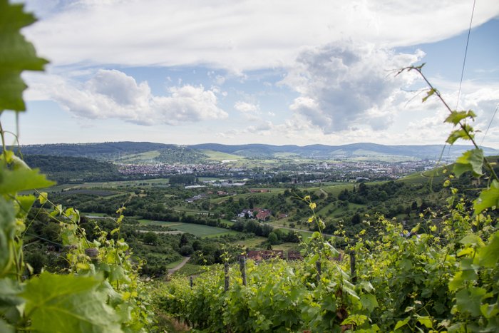 Eine malerische Aussicht auf sanfte Hügel und Weinreben, die sich über das grüne Tal erstrecken, unter einem bewölkten Himmel.