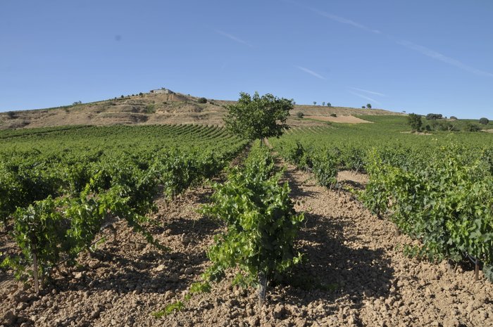 Ein weitläufiges Weinbergfeld mit üppigen Reben erstreckt sich unter einem klaren blauen Himmel.