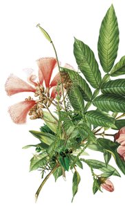 Eine lebendige Komposition aus verschiedenen Pflanzen, darunter eine auffällige Blüte in sanften Rosa- und Rottönen.