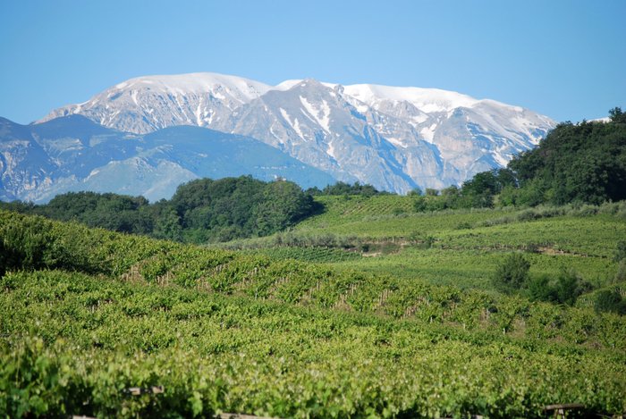 Grüne Weinreben winden sich durch die Landschaft, mit beeindruckenden Bergen, die unter einem klaren blauen Himmel thronen.