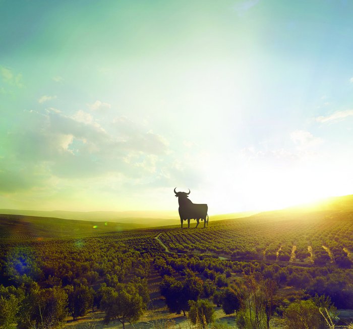 Ein großer, schwarzer Stier steht majestätisch auf einem Hügel, umgeben von sanften, grünen Olivenbaumfeldern.
