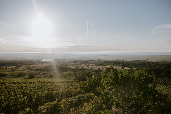 Ein weitläufiger Weinberg erstreckt sich unter einem strahlenden Sonnenlicht, das die Landschaft in warmen Tönen erleuchtet.