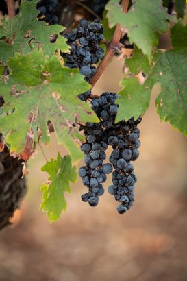 Dunkle Trauben hängen an einem Weinstock, umgeben von grünen Blättern, die leicht verwelkt sind und die Erntezeit andeuten.