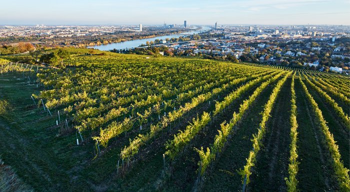 Die sanften Hügel der Weinberge bieten einen beeindruckenden Blick auf die Stadt und den glitzernden Fluss im Sonnenlicht.