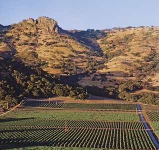 Eine weite Landschaft mit sanften Hügeln, die von Weinreben und Bäumen bedeckt ist, unter einem klaren blauen Himmel.