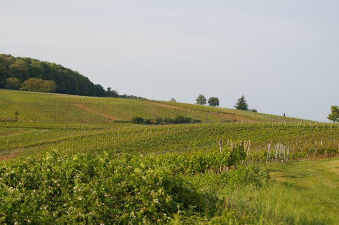 Ein malerisches Weinbaugebiet zeigt Reihen von Reben, die sich über sanfte Hügel ziehen, unter einem klaren Himmel.