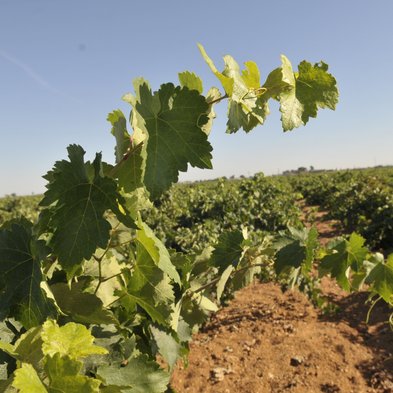 Ein sonniger Weinberg mit üppigem, grünem Laub, das sanft im Wind weht, erstreckt sich bis zum Horizont.