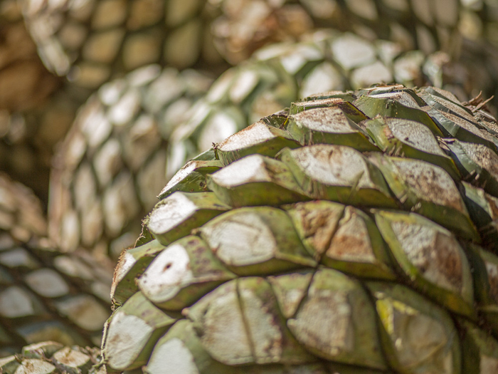 Die Struktur und Textur der Ananas-Schalen sind in dieser Nahaufnahme gut erkennbar, mit einem warmen, natürlichen Lichtspiel.