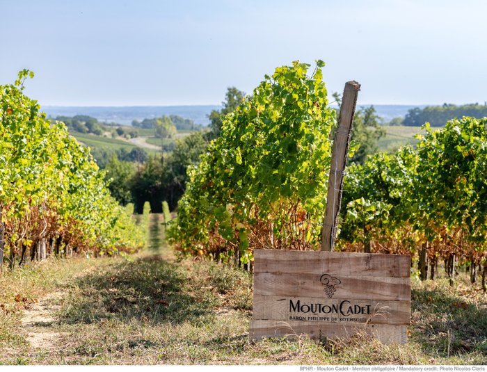 Die sanften Hügel des Weinbergs sind von grünen Reben gesäumt, während ein Holzschild den Namen Mouton Cadet zeigt.
