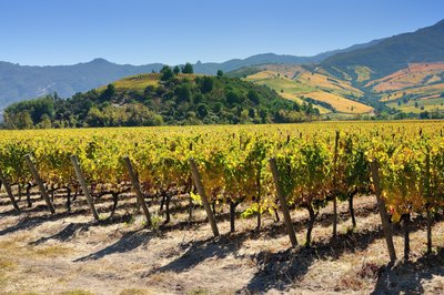 Ein weitläufiges Weinbergfeld mit üppigen, grünen Reben erstreckt sich unter einem strahlend blauen Himmel.