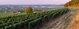 Ein weitläufiger Weinberg erstreckt sich über sanfte Hügel, während die Sonne sanft über die Landschaft scheint.