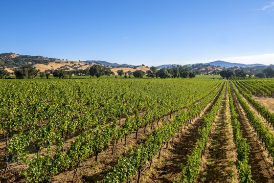Ein weitläufiges Weinbergfeld erstreckt sich unter einem strahlend blauen Himmel, umgeben von sanften Hügeln.