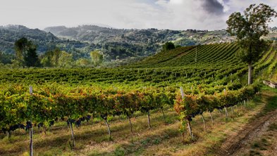 Ein ruhiger Weinberg mit reifen Trauben, umgeben von sanften Hügeln und einer friedlichen, natürlichen Umgebung.