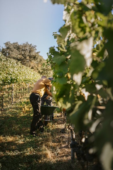 Zwei Personen ernten Trauben in einem sonnigen Weinberg, umgeben von üppigem Grün und blauen Himmel.