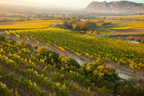 Weite Weinberge erstrecken sich unter goldenem Licht, umgeben von sanften Hügeln und einer malerischen Landschaft.