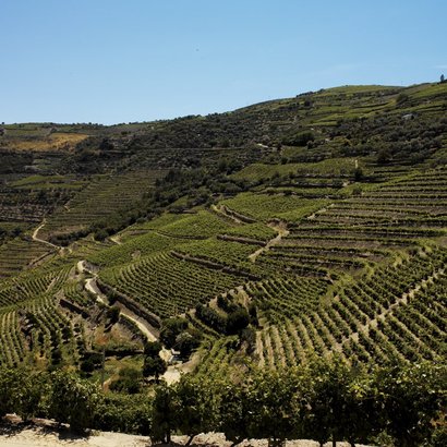 Eine weitläufige Weinlandschaft mit sanften Hügeln, die von üppigen Weinreben und schmalen Wegen durchzogen ist.