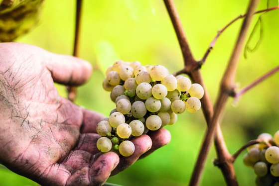 Ein Arbeiter mit schmutzigen Händen erntet frische, reife Trauben, die in der warmen, sonnigen Umgebung leuchten.