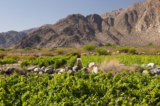 Weite Weinberge erstrecken sich vor majestätischen Bergen, die unter einem klaren blauen Himmel thronen.