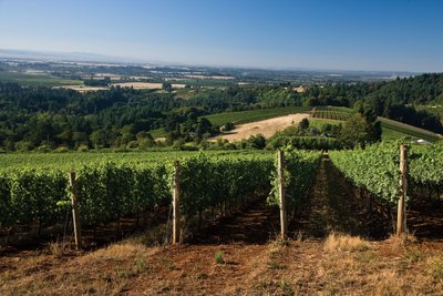 Weite Weinberge erstrecken sich unter einem klaren blauen Himmel, umgeben von sanften Hügeln und üppigem Grün.