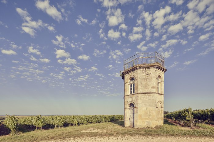 Ein historischer Turm aus Stein steht allein inmitten von Weinreben, unter einem klaren, blauen Himmel mit sanften Wolken.