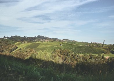 Die sanften Hügel sind mit Weinreben bedeckt, umgeben von Bäumen und einem strahlend blauen Himmel.