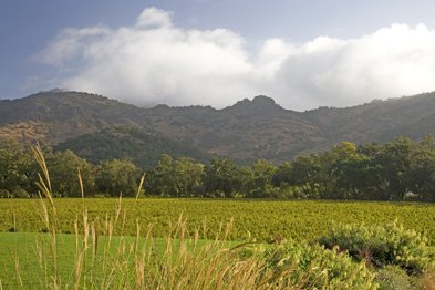 Im Vordergrund wachsen hohe Gräser, während im Hintergrund die majestätischen Berge und Weinfelder zu sehen sind.