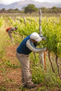 Die Szene zeigt einen Mann, der in einem Weinberg die Reben schneidet, während die Landschaft von Bergen umgeben ist.