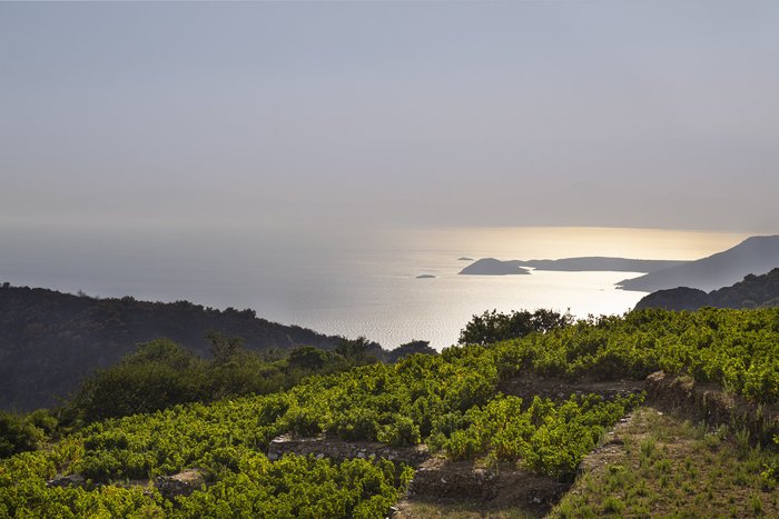 Ein malerischer Blick auf sanfte Weinberge, die sich bis zum glitzernden Meer erstrecken, mit sanften Hügeln im Hintergrund.