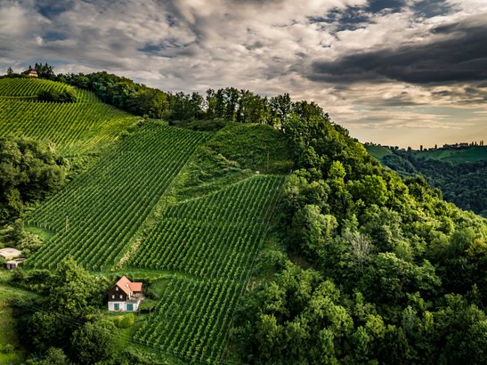 Ein malerisches Weinanbaugebiet mit sanften Hügeln, üppigen Reben und einem charmanten Haus mit rotem Dach im Vordergrund.