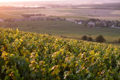 Die sanften Hügel der Weinberge sind im warmen Licht der Abenddämmerung getaucht, während die Landschaft weitläufig und grün ist.