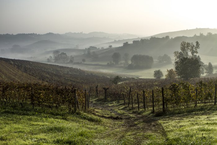 Eine sanfte Morgenlandschaft mit nebligen Hügeln und Weinreben, die in der Dämmerung leuchten.