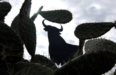 Im Vordergrund sind stachelige Kaktusse zu sehen, während ein silhouettierter Stier im Hintergrund eindrucksvoll hervorsticht.
