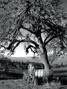 Der Cowboy genießt die Ruhe der Natur, während er auf einem Lastwagen sitzt, der mit Fässern beladen ist, unter einem großen Baum.