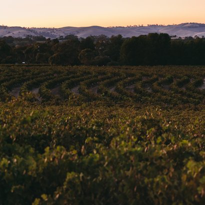 Weinreben erstrecken sich sanft über die Hügel, während die Abenddämmerung einen warmen Farbton über die Landschaft legt.