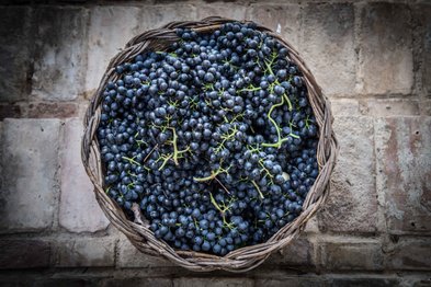Ein geflochtener Korb voller saftiger, dunkler Trauben liegt auf einer rustikalen Steinoberfläche.
