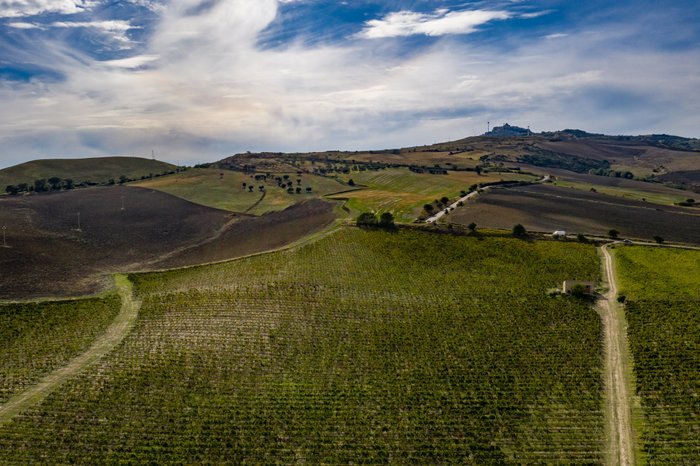 Eine weite Landschaft mit sanften Hügeln, Weinreben und einem klaren Himmel, der die Ruhe der Natur widerspiegelt.