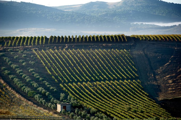 Eine sanfte Hügellandschaft mit Reihen von Weinreben, die in der Morgensonne leuchten, umgeben von sanften Bergen im Hintergrund.