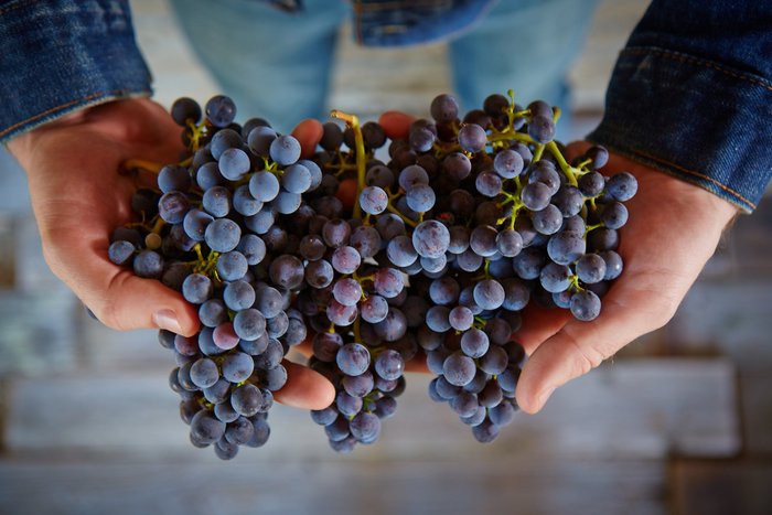 Zwei Hände halten einen großen Bund saftiger, blauer Trauben, die frisch und einladend aussehen.