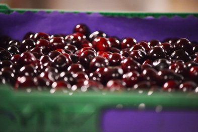 Eine große Menge glänzender Kirschen in einer grünen Kiste, die in verschiedenen Rottönen schimmern und frisch aussehen.