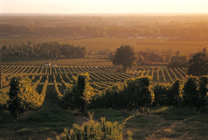 Weite Weinberge erstrecken sich sanft in der Abenddämmerung, während die Sonne den Himmel in warmen Farben taucht.